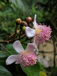 Bixaceae