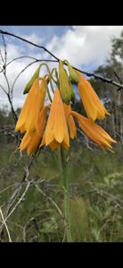 Blandfordiaceae