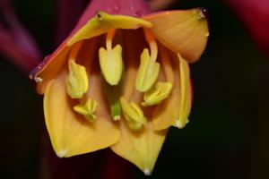 Blandfordiaceae