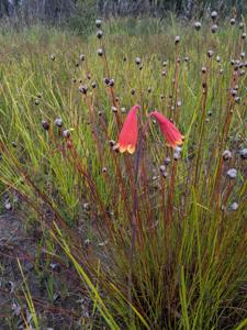 Blandfordiaceae