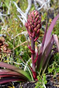 Blandfordiaceae