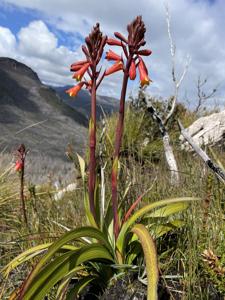 Blandfordiaceae