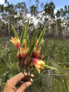 Blandfordiaceae