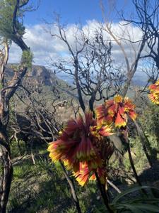 Blandfordiaceae