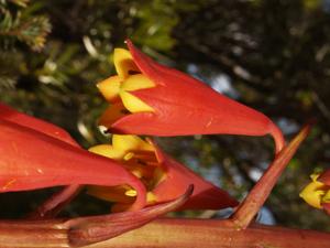 Blandfordiaceae