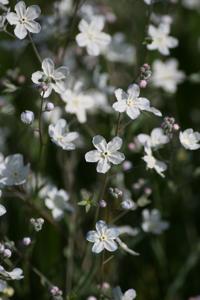 Boraginaceae