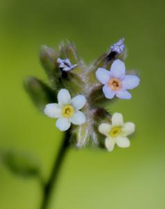 Boraginaceae