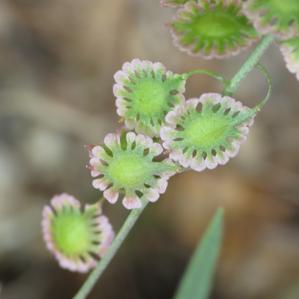 Brassicaceae