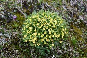 Brassicaceae