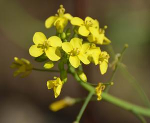 Brassica