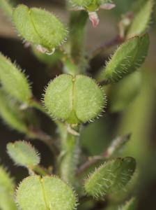 Brassicaceae