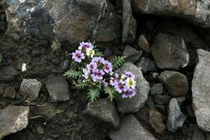 Brassicaceae