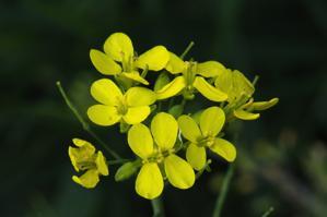 Brassicaceae