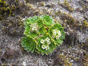 Brassicaceae