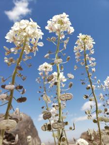 Brassicaceae