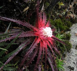 Bromeliaceae