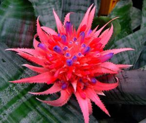 Bromeliaceae