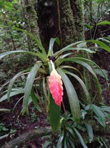 Bromeliaceae