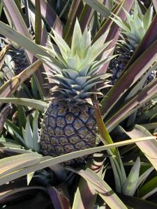 Bromeliaceae