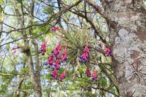 Bromeliaceae