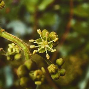 Brunelliaceae