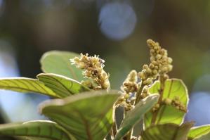 Brunelliaceae