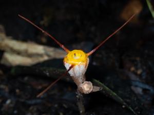 Burmanniaceae