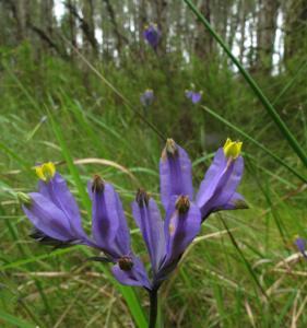 Burmanniaceae