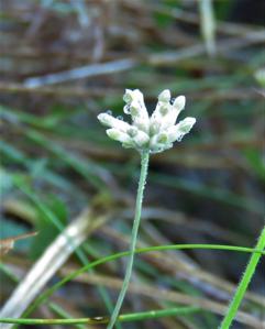 Burmanniaceae