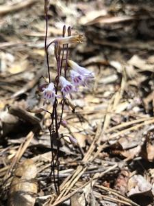 Burmanniaceae