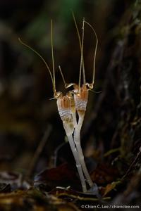 Burmanniaceae