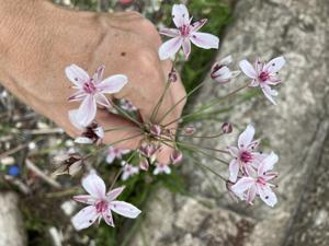 Butomaceae