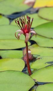 Cabombaceae