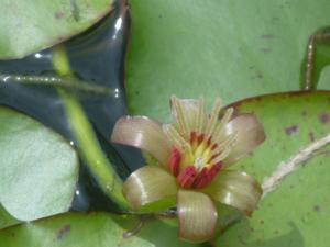 Cabombaceae