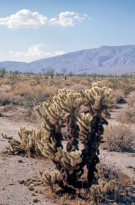 Cactaceae