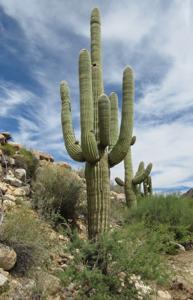 Cactaceae