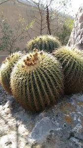 Cactaceae