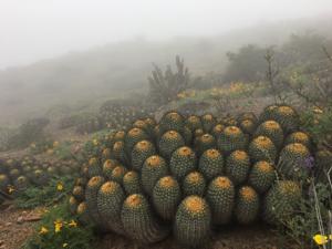 Cactaceae