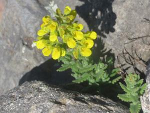 Calceolaria