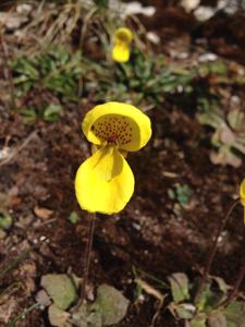 Calceolaria