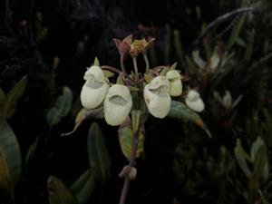 Calceolaria