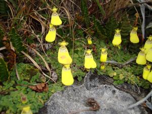 Calceolaria