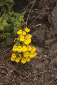 Calceolaria