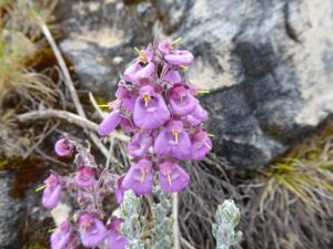 Calceolaria