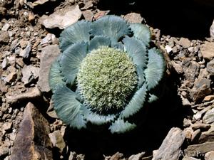 Calyceraceae