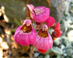 Calceolaria