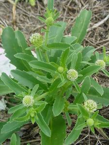 Calyceraceae