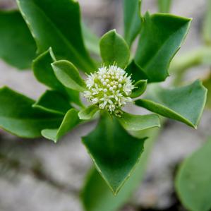 Calyceraceae