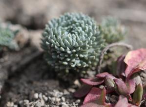 Calyceraceae