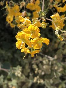 Calceolaria